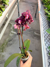 Lade das Bild in den Galerie-Viewer, Phalaenopsis NCK Black
