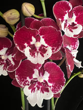 Lade das Bild in den Galerie-Viewer, Phal. Younghome Redrood Big Lip
