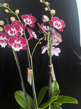 Lade das Bild in den Galerie-Viewer, Phal. Younghome Redrood Big Lip

