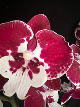 Lade das Bild in den Galerie-Viewer, Phal. Younghome Redrood Big Lip
