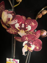 Lade das Bild in den Galerie-Viewer, Phalaenopsis Limitka jc Maidanglu big lip
