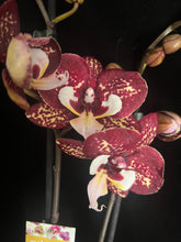 Lade das Bild in den Galerie-Viewer, Phalaenopsis Limitka jc Maidanglu big lip
