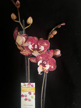 Lade das Bild in den Galerie-Viewer, Phalaenopsis Limitka jc Maidanglu big lip
