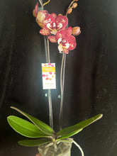 Lade das Bild in den Galerie-Viewer, Phalaenopsis Limitka jc Maidanglu big lip
