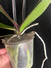 Lade das Bild in den Galerie-Viewer, Phalaenopsis Limitka jc Maidanglu big lip
