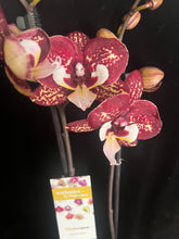 Lade das Bild in den Galerie-Viewer, Phalaenopsis Limitka jc Maidanglu big lip
