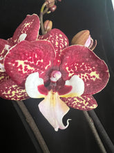 Lade das Bild in den Galerie-Viewer, Phalaenopsis Limitka jc Maidanglu big lip
