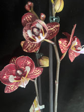 Lade das Bild in den Galerie-Viewer, Phalaenopsis Limitka jc Maidanglu big lip
