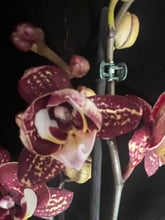 Lade das Bild in den Galerie-Viewer, Phalaenopsis Limitka jc Maidanglu big lip
