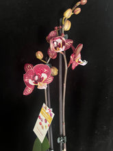 Lade das Bild in den Galerie-Viewer, Phalaenopsis Limitka jc Maidanglu big lip
