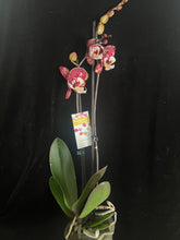 Lade das Bild in den Galerie-Viewer, Phalaenopsis Limitka jc Maidanglu big lip
