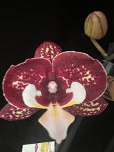 Lade das Bild in den Galerie-Viewer, Phalaenopsis Limitka jc Maidanglu big lip
