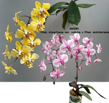 Lade das Bild in den Galerie-Viewer, PHAL. STUARTIANA VAR. NOBILIS X PHAL. SCHILLERIANA

