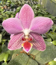 Lade das Bild in den Galerie-Viewer, Phal.giganateaxschilleriana voňavá
