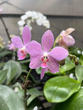 Lade das Bild in den Galerie-Viewer, Phal.giganateaxschilleriana voňavá
