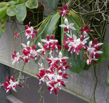 Načíst obrázek do prohlížeče Galerie, Phalaenopsis tetraspis C1 Mini
