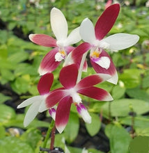 Načíst obrázek do prohlížeče Galerie, Phalaenopsis tetraspis C1 Mini
