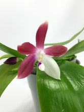Načíst obrázek do prohlížeče Galerie, Phalaenopsis tetraspis C1 Mini
