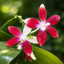 Načíst obrázek do prohlížeče Galerie, Phalaenopsis tetraspis C1 Mini
