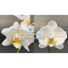 Lade das Bild in den Galerie-Viewer, Phalaenopsis.Liu’s Pale Micholitzii ‘ES’ X Sogo Yukidian
