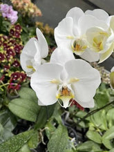 Lade das Bild in den Galerie-Viewer, Phalaenopsis.Liu’s Pale Micholitzii ‘ES’ X Sogo Yukidian
