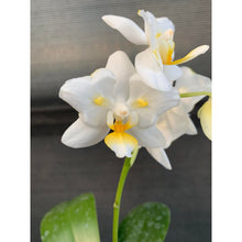 Lade das Bild in den Galerie-Viewer, Phalaenopsis.Liu’s Pale Micholitzii ‘ES’ X Sogo Yukidian
