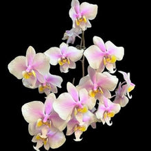 Załaduj obraz do przeglądarki galerii, Phal schilleriana x philippinensis
