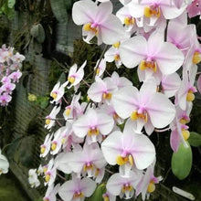 Załaduj obraz do przeglądarki galerii, Phal schilleriana x philippinensis
