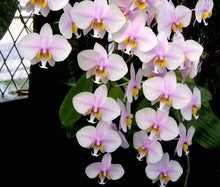 Załaduj obraz do przeglądarki galerii, Phal schilleriana x philippinensis
