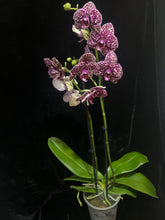 Lade das Bild in den Galerie-Viewer, Phalaenopsis Wildkatze 2 Stiele
