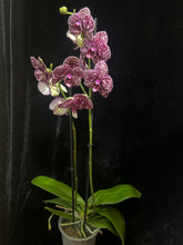Lade das Bild in den Galerie-Viewer, Phalaenopsis Wildkatze 2 Stiele
