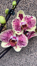 Lade das Bild in den Galerie-Viewer, Phalaenopsis Exotic Punch
