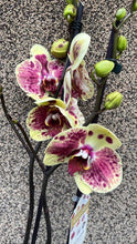 Lade das Bild in den Galerie-Viewer, Phalaenopsis Exotic Punch
