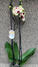 Lade das Bild in den Galerie-Viewer, Phalaenopsis Exotic Punch
