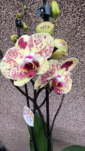 Lade das Bild in den Galerie-Viewer, Phalaenopsis Exotic Punch
