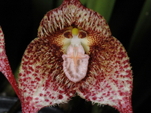 Lade das Bild in den Galerie-Viewer, Dracula - Affenorchidee

