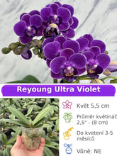 Lade das Bild in den Galerie-Viewer, Phal Reyoung Ultra Violet
