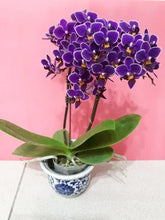Lade das Bild in den Galerie-Viewer, Phal Reyoung Ultra Violet
