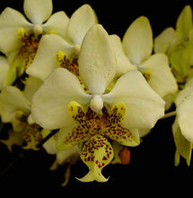 Lade das Bild in den Galerie-Viewer, Phal. stuartiana var. nobilis (Gelb) 'GG407'
