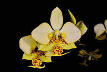Lade das Bild in den Galerie-Viewer, Phal. stuartiana var. nobilis (Gelb) 'GG407'
