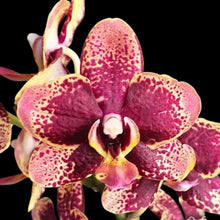 Załaduj obraz do przeglądarki galerii, Phalaenopsis Miki Pearl Bang Flash B15
