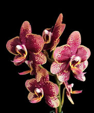 Załaduj obraz do przeglądarki galerii, Phalaenopsis Miki Pearl Bang Flash B15
