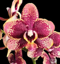 Załaduj obraz do przeglądarki galerii, Phalaenopsis Miki Pearl Bang Flash B15
