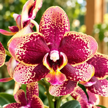 Załaduj obraz do przeglądarki galerii, Phalaenopsis Miki Pearl Bang Flash B15
