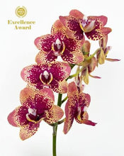 Załaduj obraz do przeglądarki galerii, Phalaenopsis Miki Pearl Bang Flash B15
