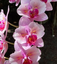 Načíst obrázek do prohlížeče Galerie, Phal.princess sakura splendid x joy precious coral

