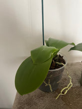 Załaduj obraz do przeglądarki galerii, Phalaenopsis Liodoro / Sweet Memory {silnie pachnący}
