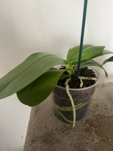 Załaduj obraz do przeglądarki galerii, Phalaenopsis Liodoro / Sweet Memory {silnie pachnący}
