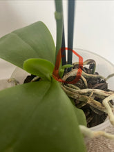 Załaduj obraz do przeglądarki galerii, Phalaenopsis Liodoro / Sweet Memory {silnie pachnący}
