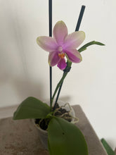 Załaduj obraz do przeglądarki galerii, Phalaenopsis Liodoro / Sweet Memory {silnie pachnący}
